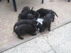 D nest 4 wkn eten